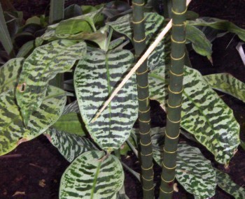 f_Dracaenagolm_c9ecc41.jpg