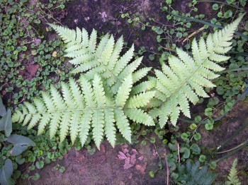 f_Dryopterissm_cd879a2.jpg