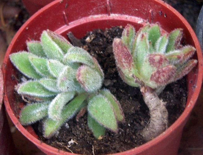 f_Echeveriasem_65732df.jpg