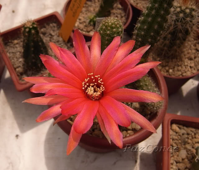 f_echinopsis_hibrido1.jpg
