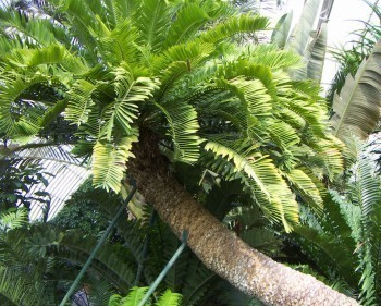 f_Encephalartm_e979288.jpg