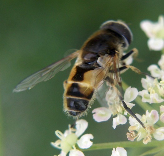 f_Eristalisarm_48e79fc.jpg
