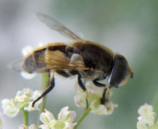 f_Eristalisarm_e600984.jpg
