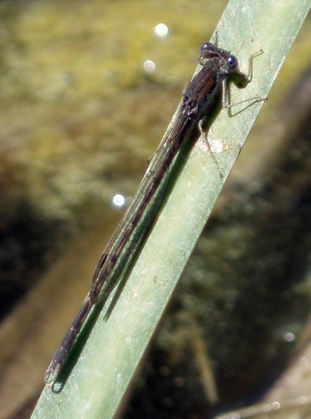f_Erythrommavm_89ee9a3.jpg