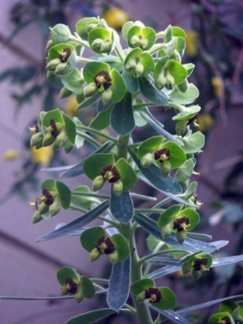 f_Euphorbiachm_0f0d27b.jpg