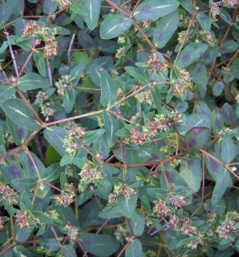 f_Euphorbiachm_4315942.jpg