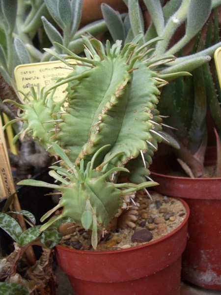 f_Euphorbiapum_36d59d1.jpg