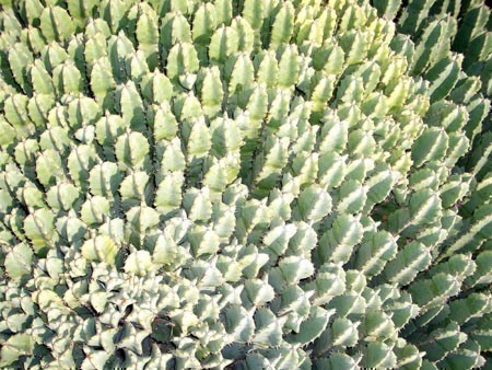 f_Euphorbiarem_2c93cbd.jpg