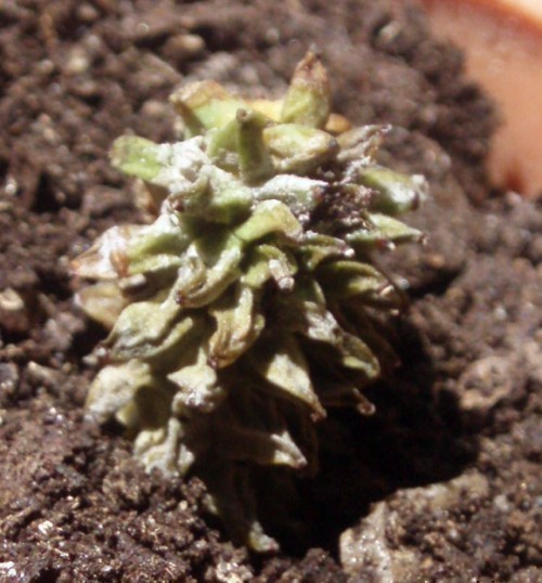 f_Euphorbiasum_c06c394.jpg