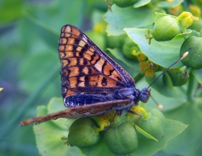 f_Euphydryasam_450044d.jpg