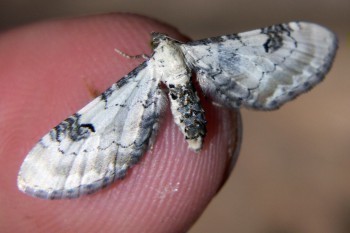 f_Eupitheci_ee91m_486d8891.jpg