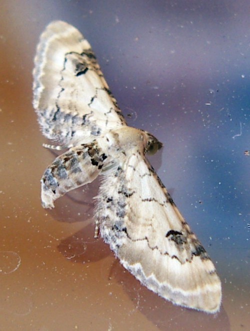 f_Eupitheciacm_ce6619a.jpg