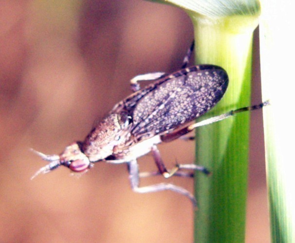 f_Euthyceracrm_b400b27.jpg