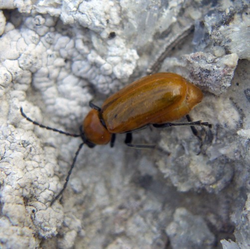 f_Exosomalusim_1f056f3.jpg