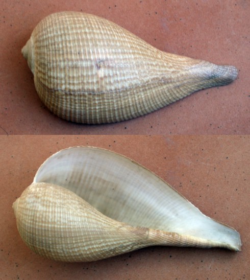 f_Ficusgracilm_49b6d3f.jpg
