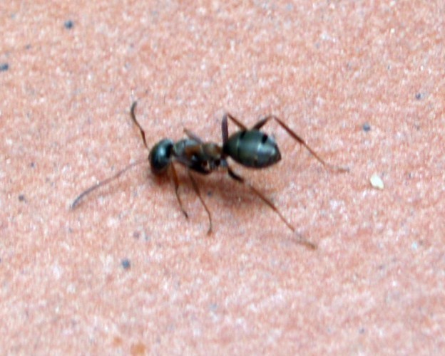 f_Formicafuscm_4fd7f4f.jpg
