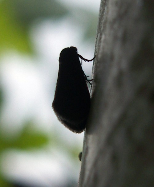 f_Fumeasp2m_2ab7109.jpg