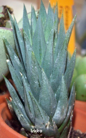 f_Glaucam_6cc9421.jpg