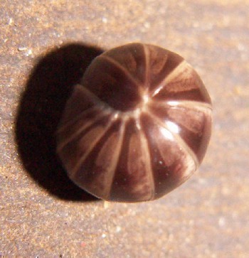 f_Glomerisi_ee91m_41452762.jpg