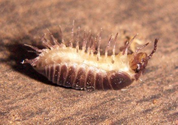 f_Glomerisi_ee91m_7d566865.jpg