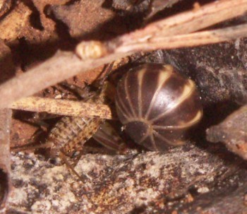 f_Glomerisi_ee91m_b64452d1.jpg