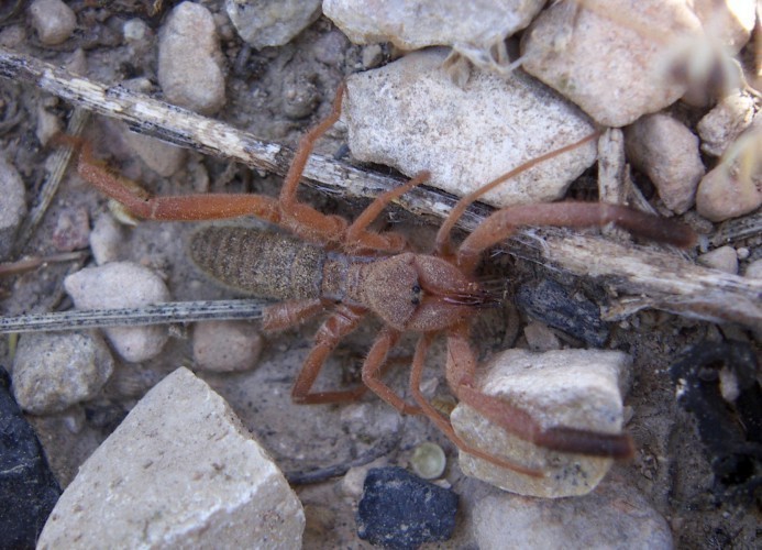 f_Gluviadorsam_374019d.jpg