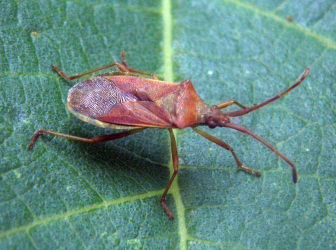 f_Gonocerusacm_7a61633.jpg