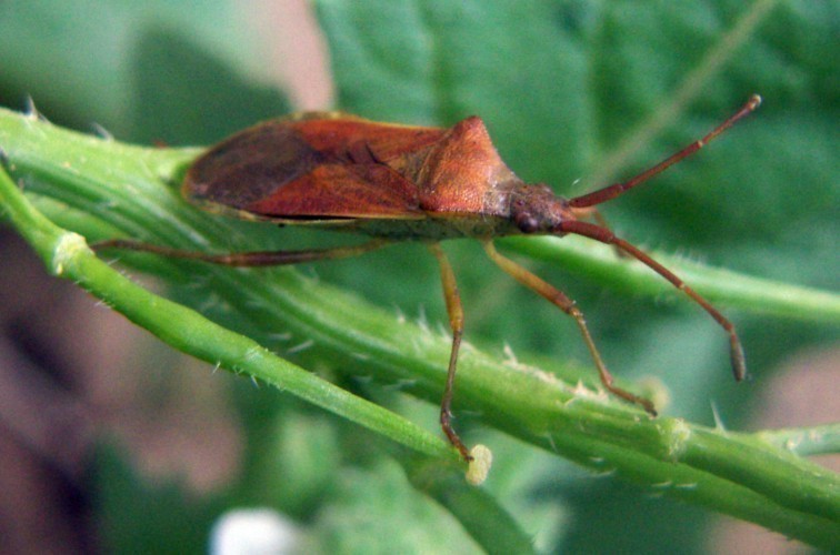 f_Gonocerusacm_ff80a60.jpg