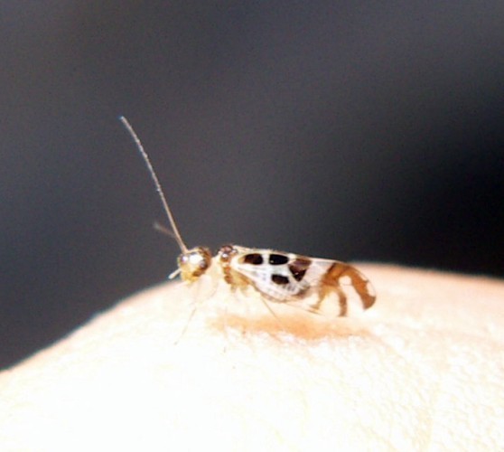 f_Graphopsocum_6a923cc.jpg