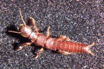 f_Haploembi_ee91m_8c9742fe.jpg