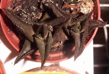 f_Haworthianim_480e0e8.jpg