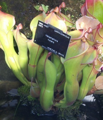 f_Heliamphoram_1640294.jpg