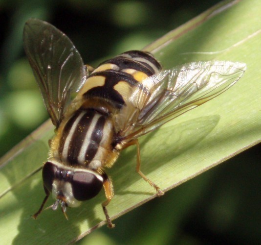 f_Helophiluspm_18d4ef7.jpg