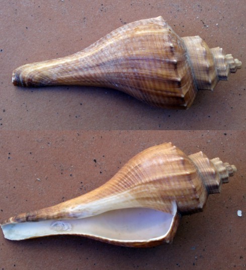 f_Hemifusustem_5a327ab.jpg