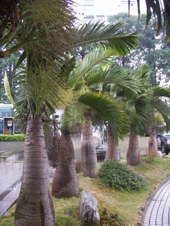 f_Hyophorbeamm_3391676.jpg