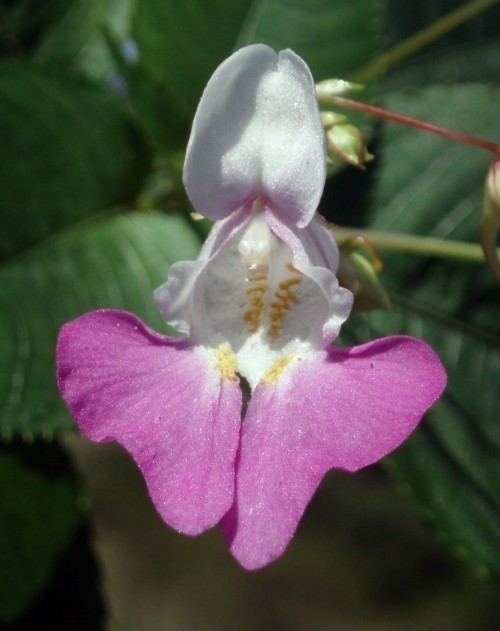 f_Impatiensbam_0f149cb.jpg