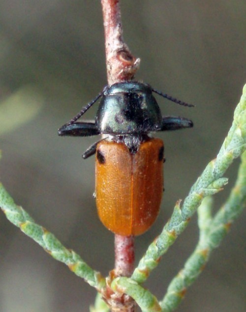 f_Labidostomim_341aa4d.jpg