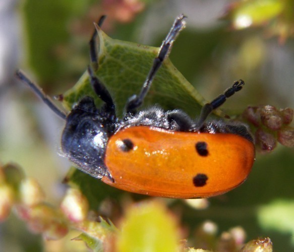 f_Lachnaiaspm_4b07495.jpg
