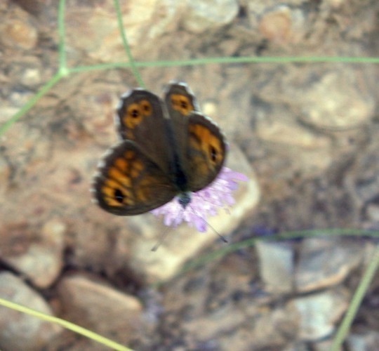 f_Lasiommatamm_6921cb3.jpg