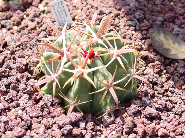 f_latispinus_600.jpg