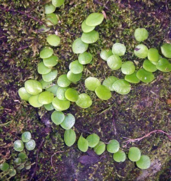 f_Lemmaphyllum_bd28bf7.jpg