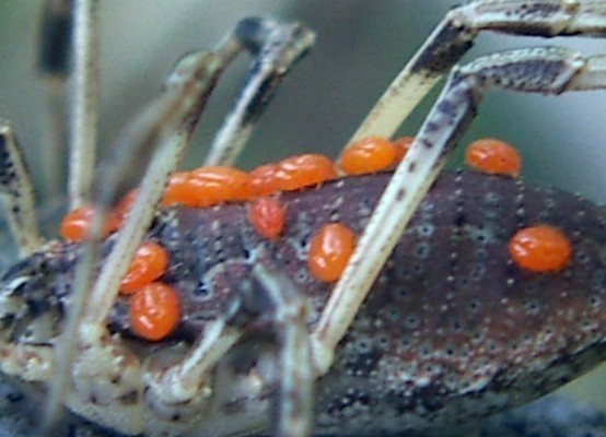 f_Leptusspm_4762bf9.jpg
