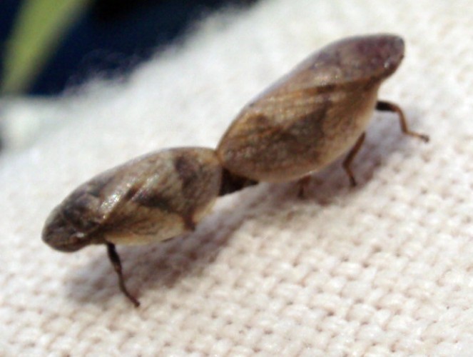 f_Lepyroniacom_af9cb60.jpg