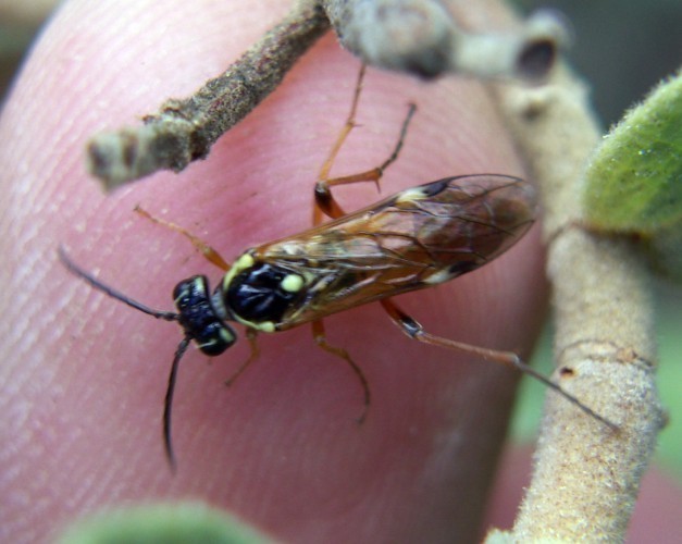 f_Macrophyaspm_6a748c7.jpg
