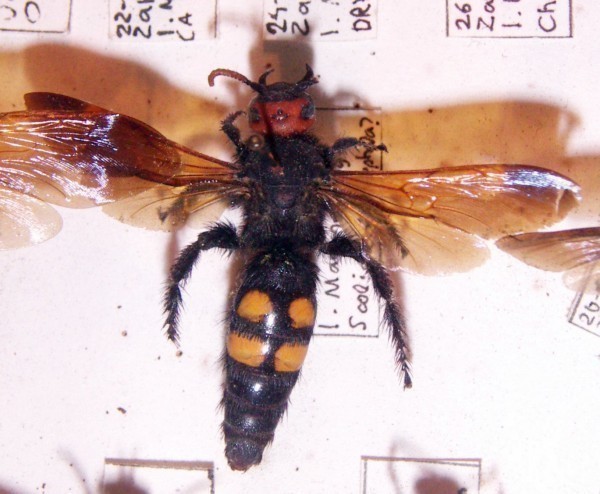 f_Megascoliabm_075c3f1.jpg