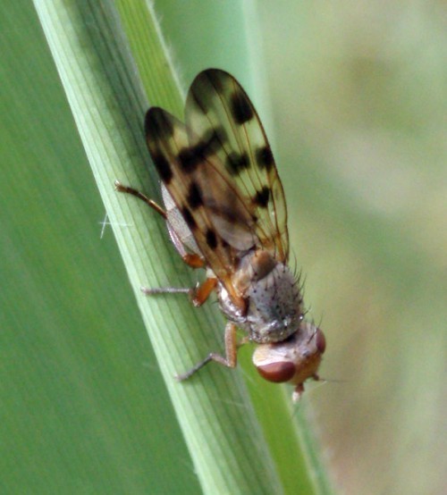 f_Melieriaspm_003484e.jpg