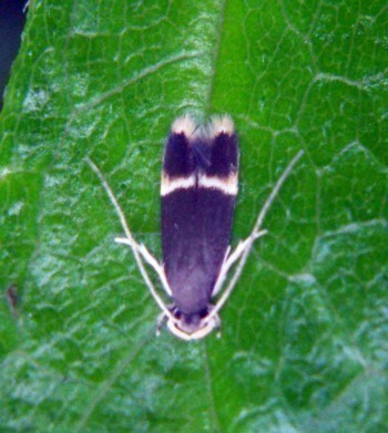 f_Microlepi_ee91m_e52b8846.jpg