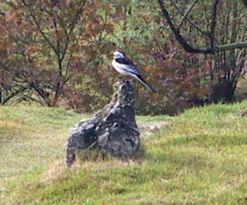 f_Motacillalum_824da11.jpg