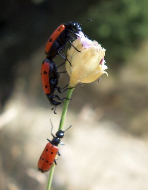 f_Mylabrisquam_0623d6d.jpg