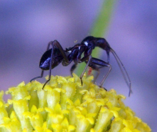 f_Myrmecorisgm_20608dc.jpg